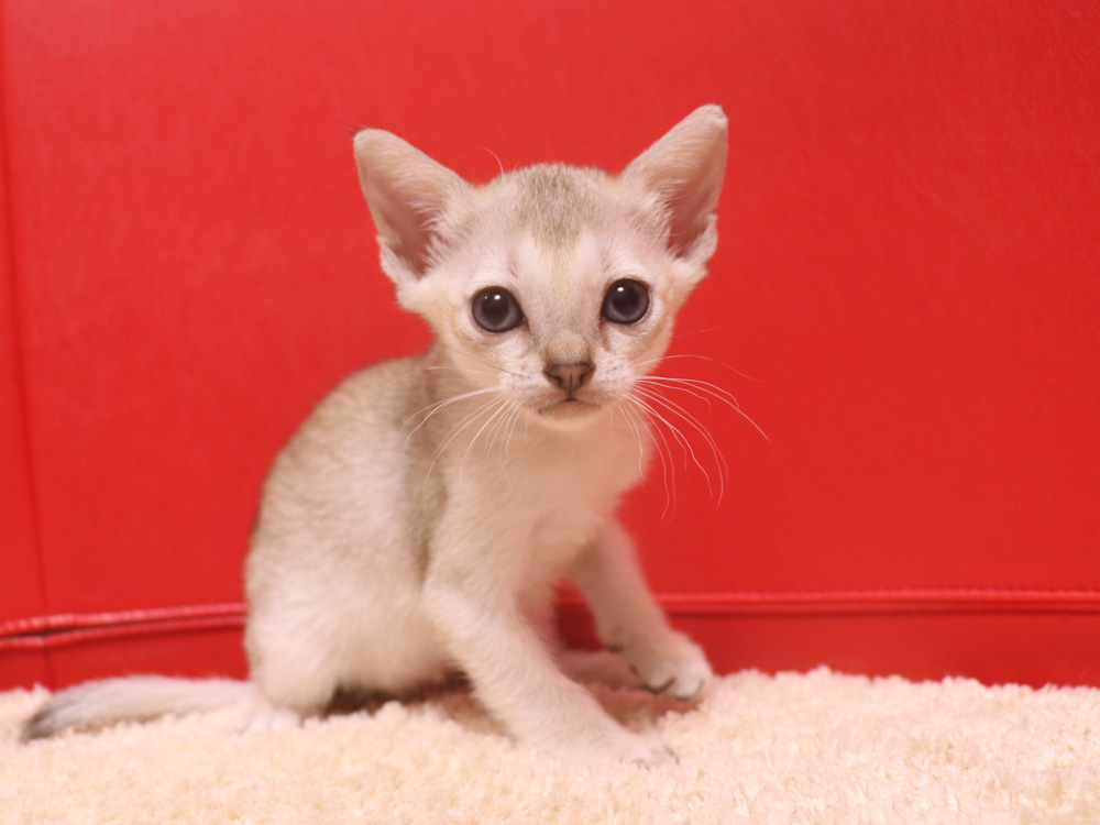 シンガプーラの子猫画像