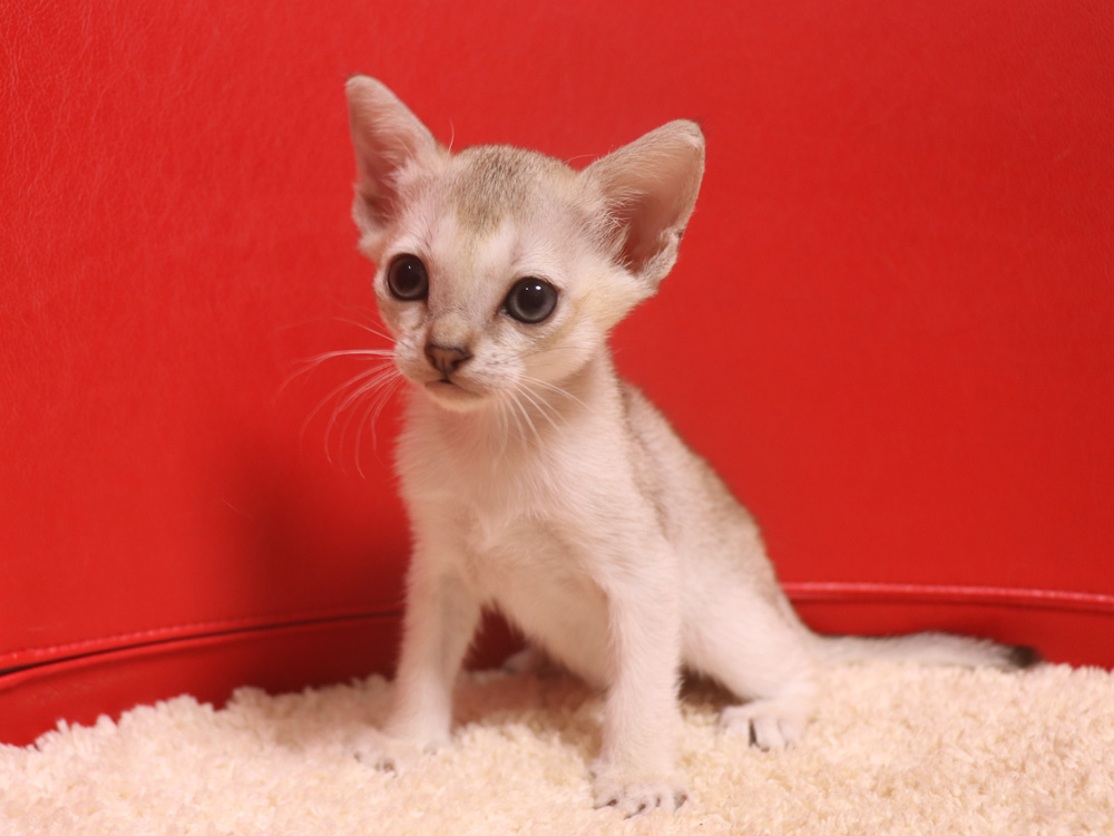 シンガプーラの子猫画像