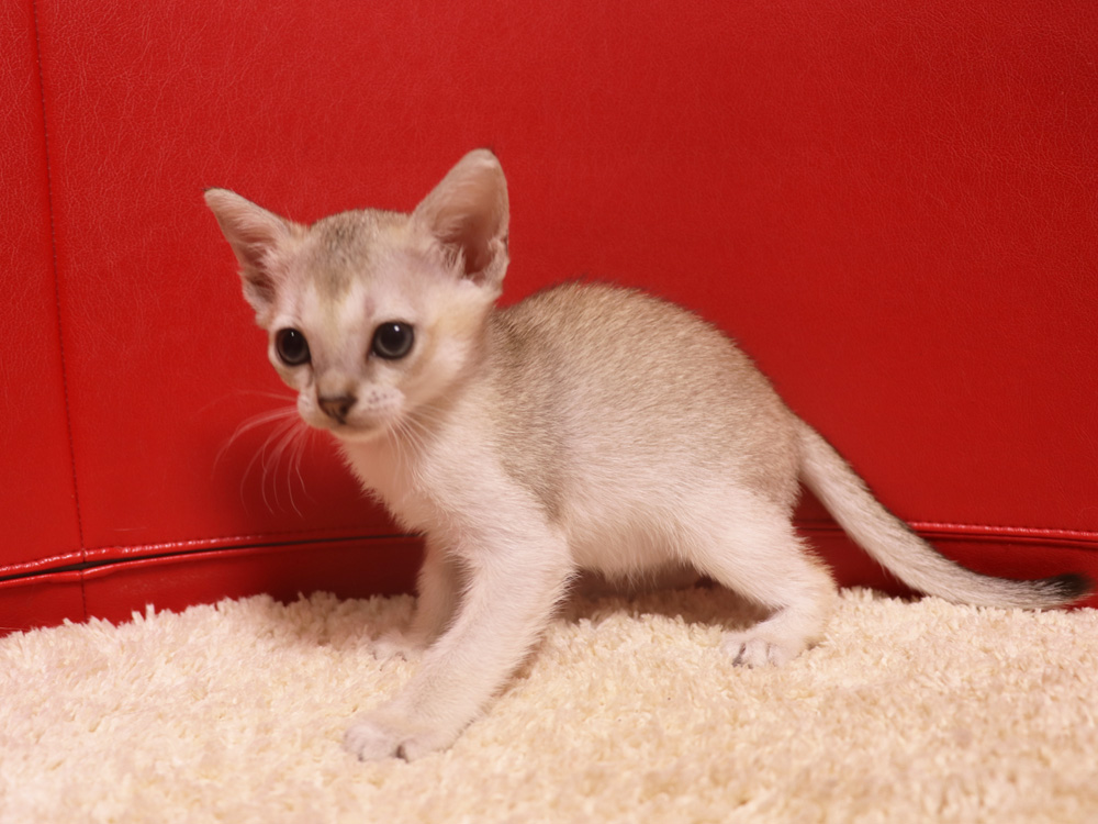 シンガプーラの子猫画像