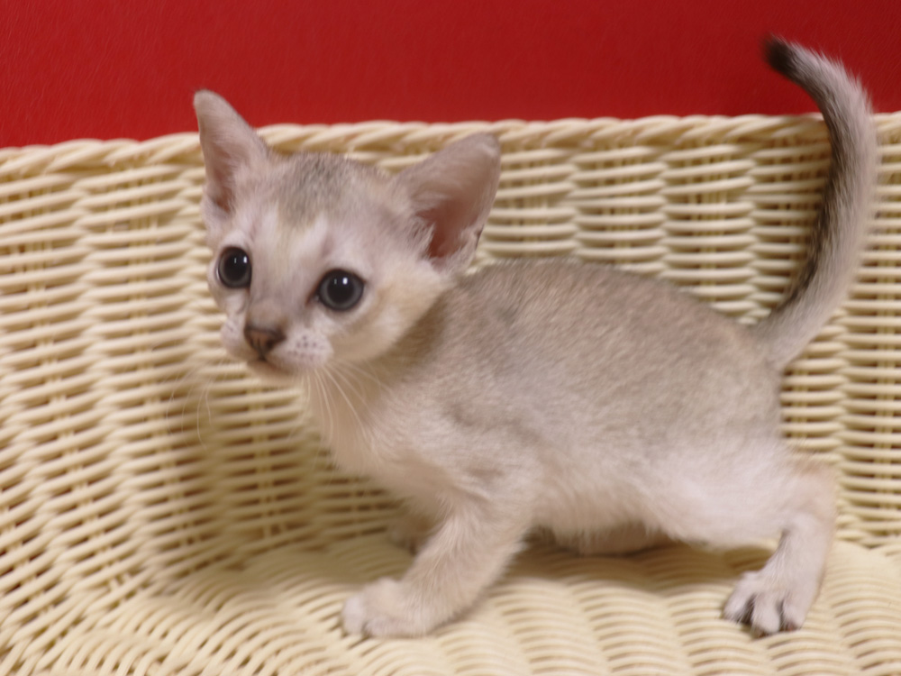 シンガプーラの子猫画像