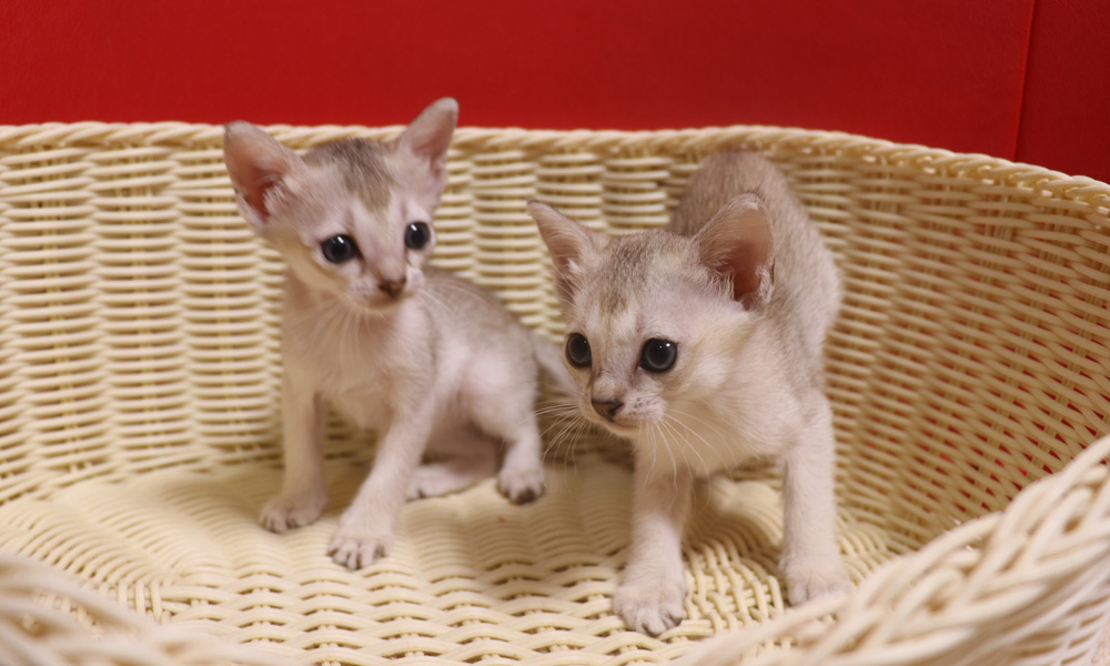 シンガプーラの子猫画像