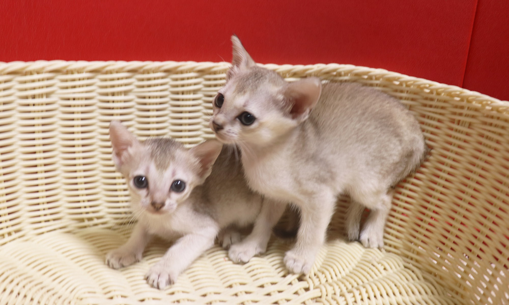 シンガプーラの子猫画像