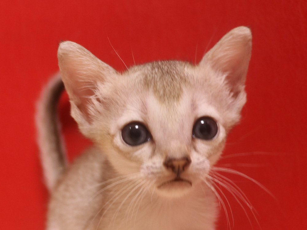 シンガプーラの子猫画像