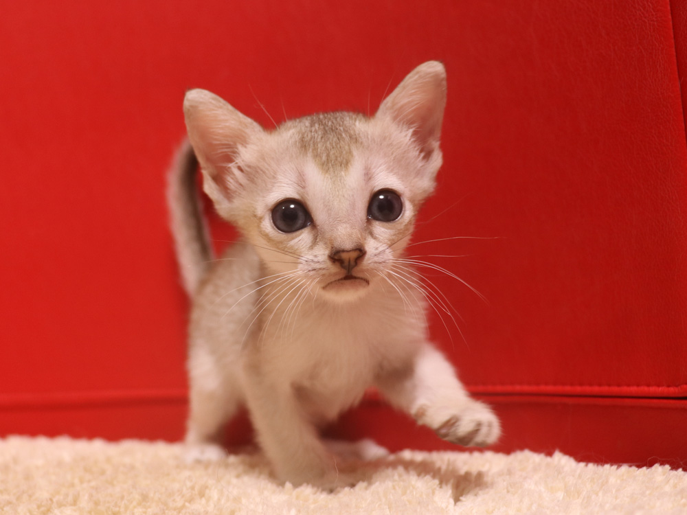 シンガプーラの子猫画像