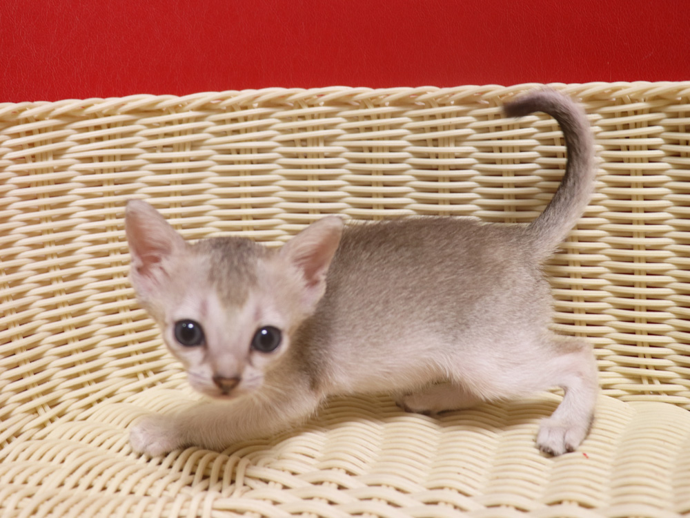 シンガプーラの子猫画像