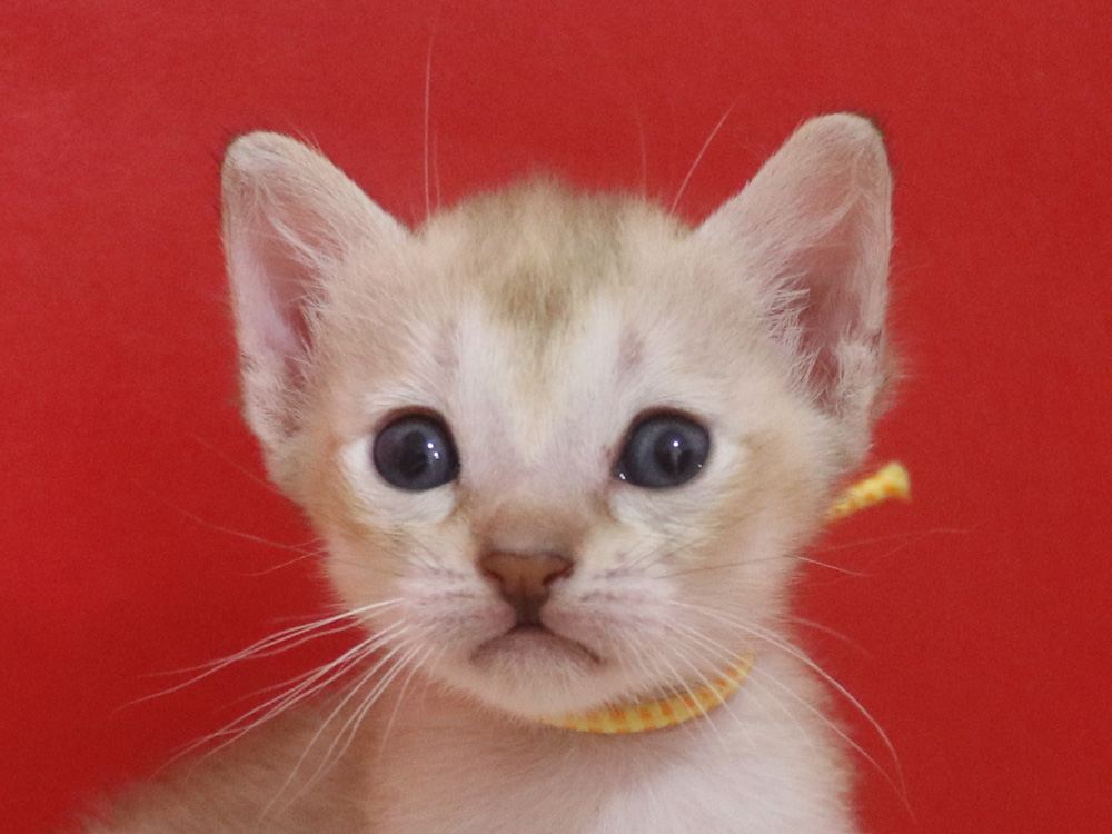 シンガプーラの子猫画像