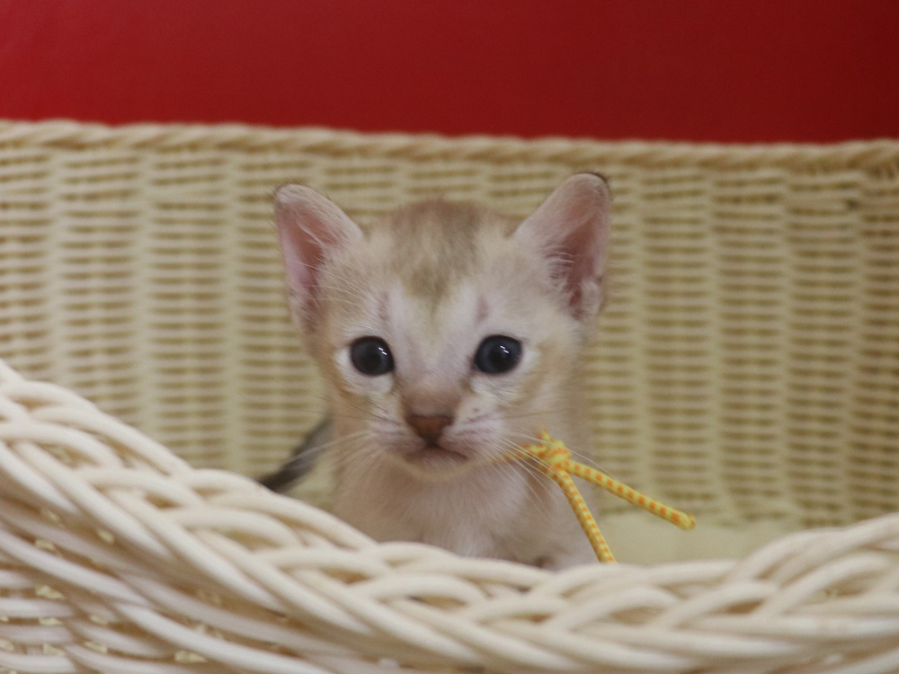シンガプーラの子猫画像