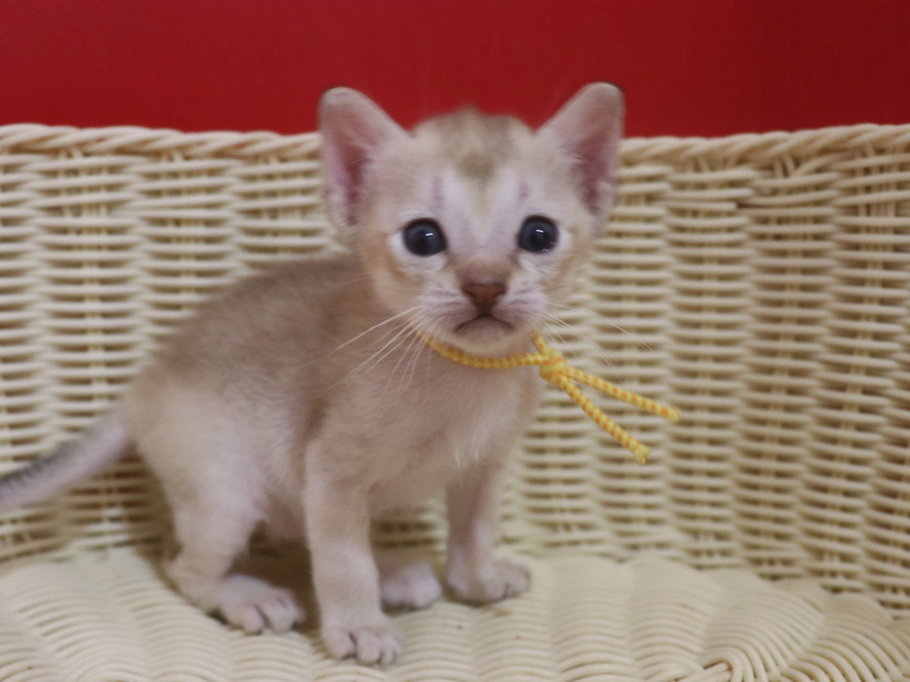 シンガプーラの子猫画像