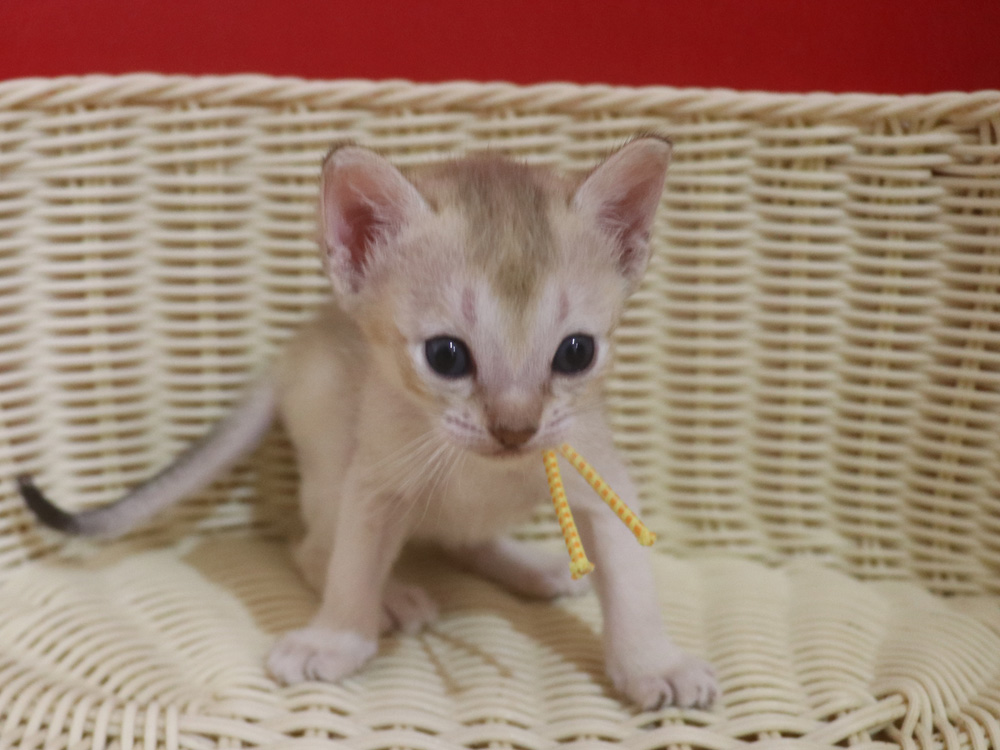 シンガプーラの子猫画像