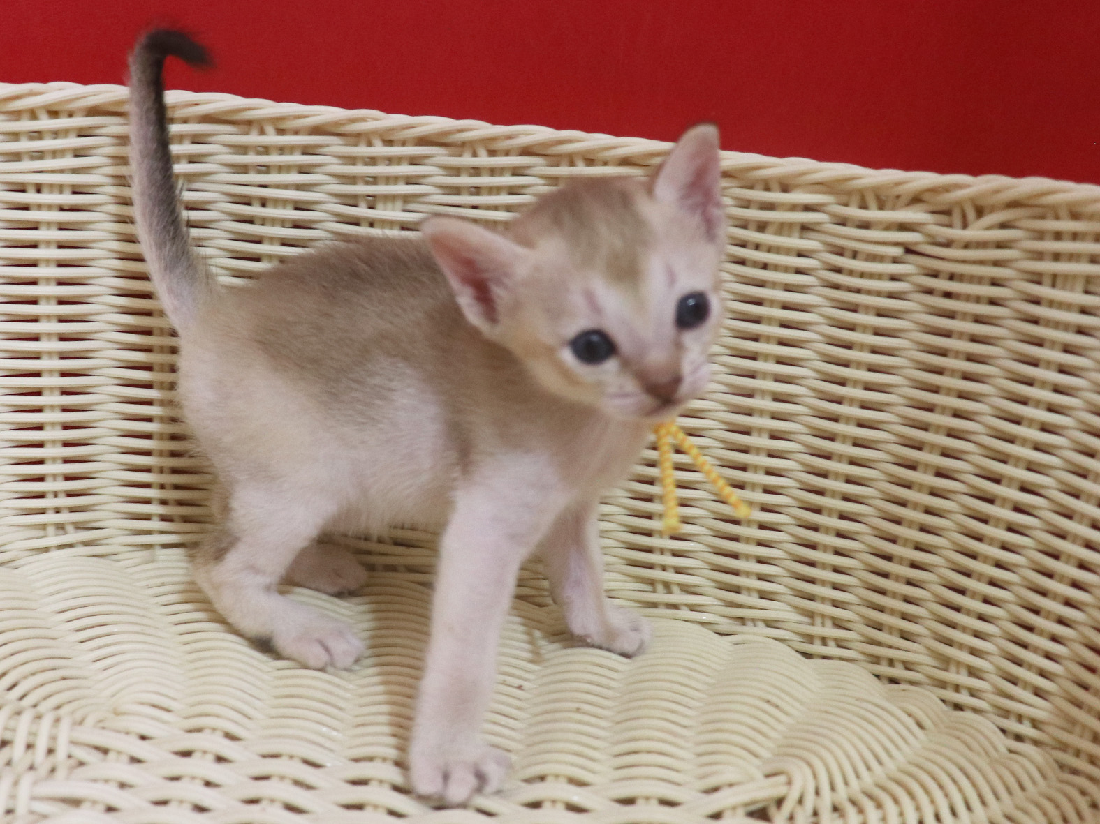 シンガプーラの子猫画像