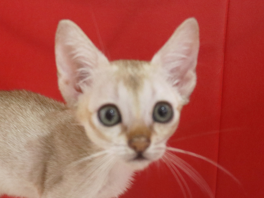 シンガプーラの子猫画像