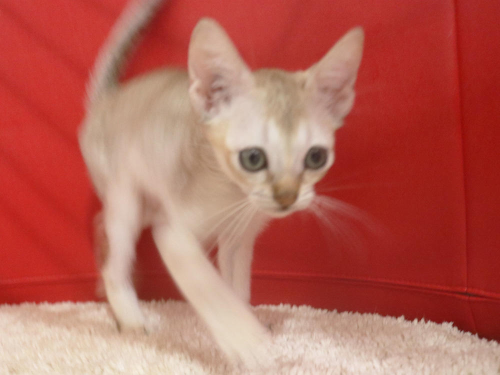 シンガプーラの子猫画像
