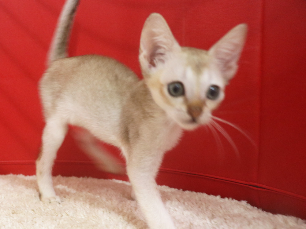 シンガプーラの子猫画像