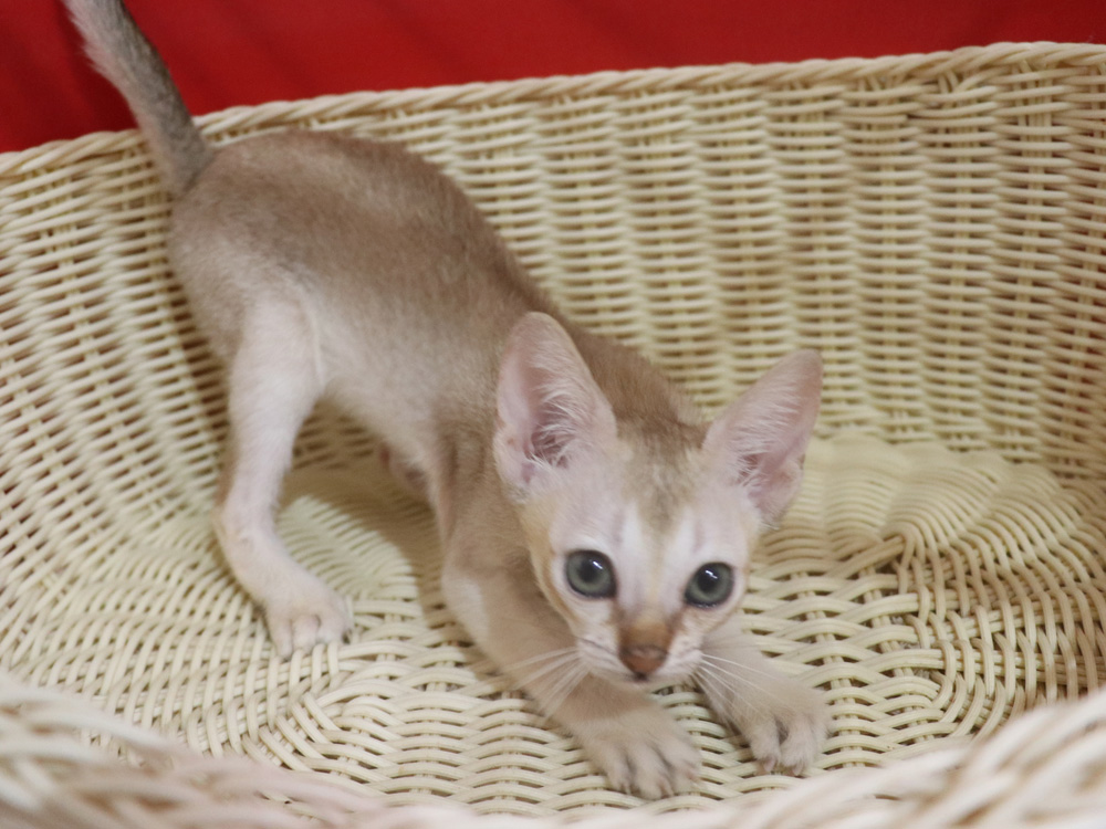 シンガプーラの子猫画像
