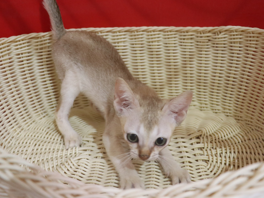 シンガプーラの子猫画像