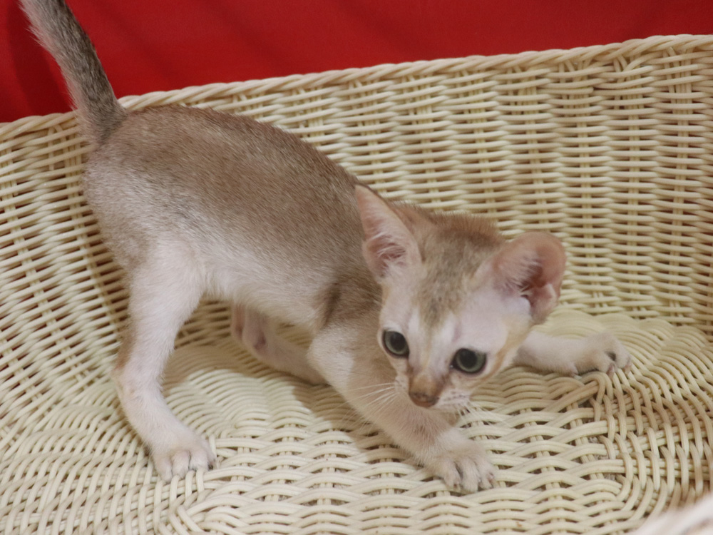 シンガプーラの子猫画像