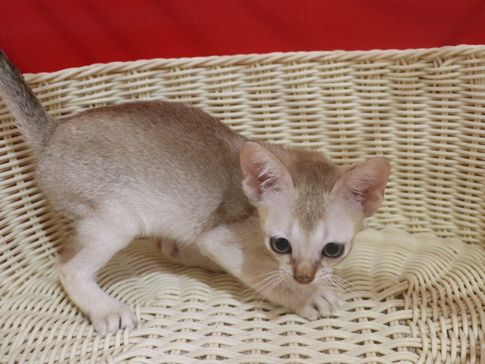シンガプーラの子猫画像