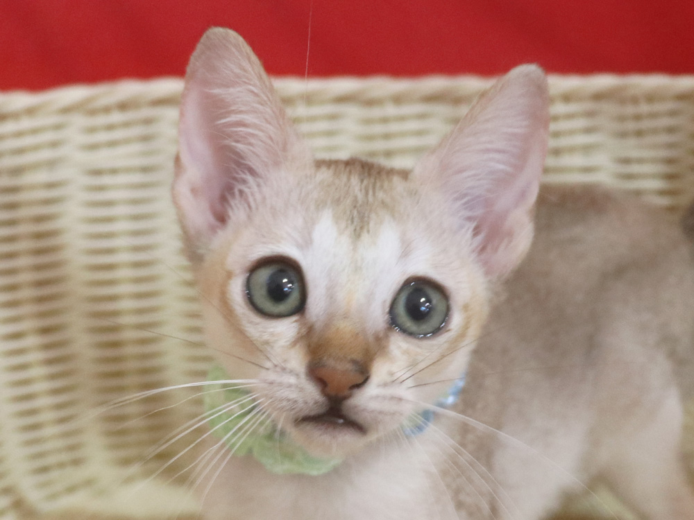 シンガプーラの子猫画像