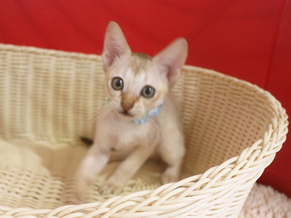 シンガプーラの子猫画像