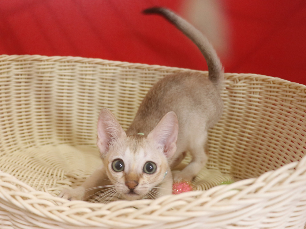 シンガプーラの子猫画像