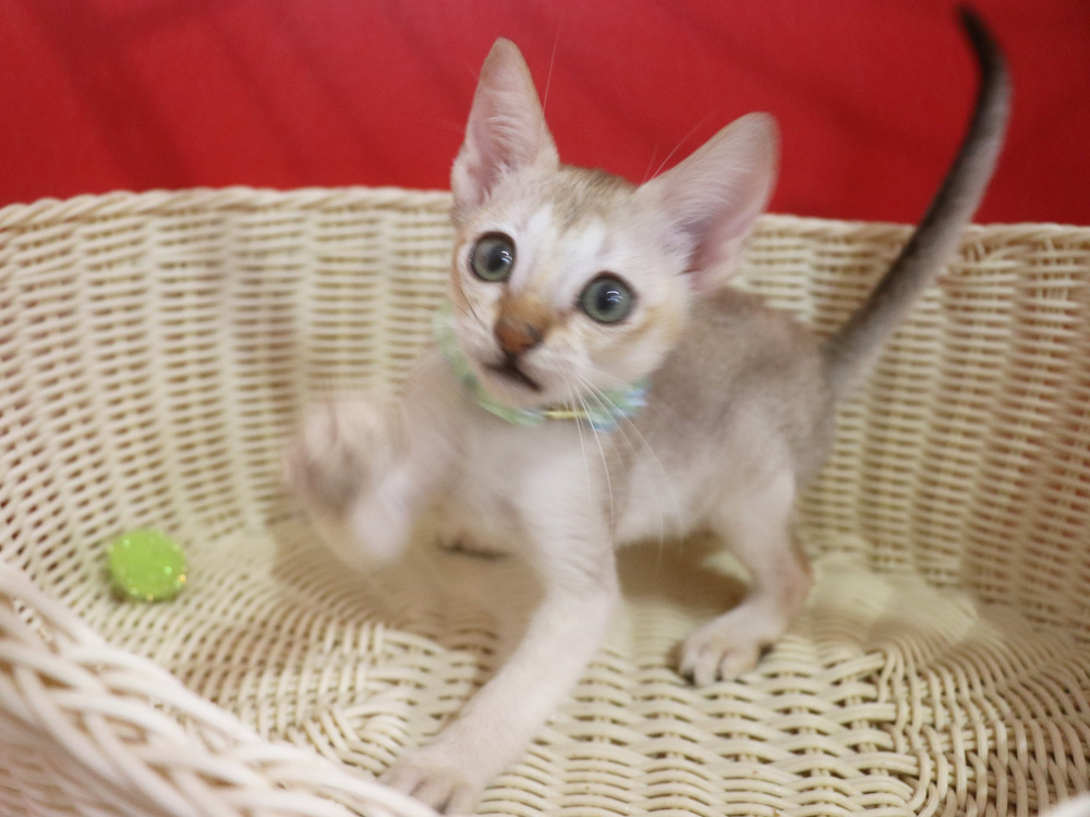 シンガプーラの子猫画像
