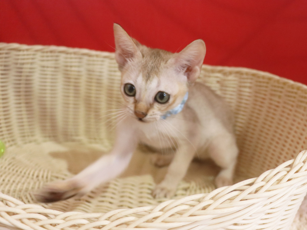シンガプーラの子猫画像