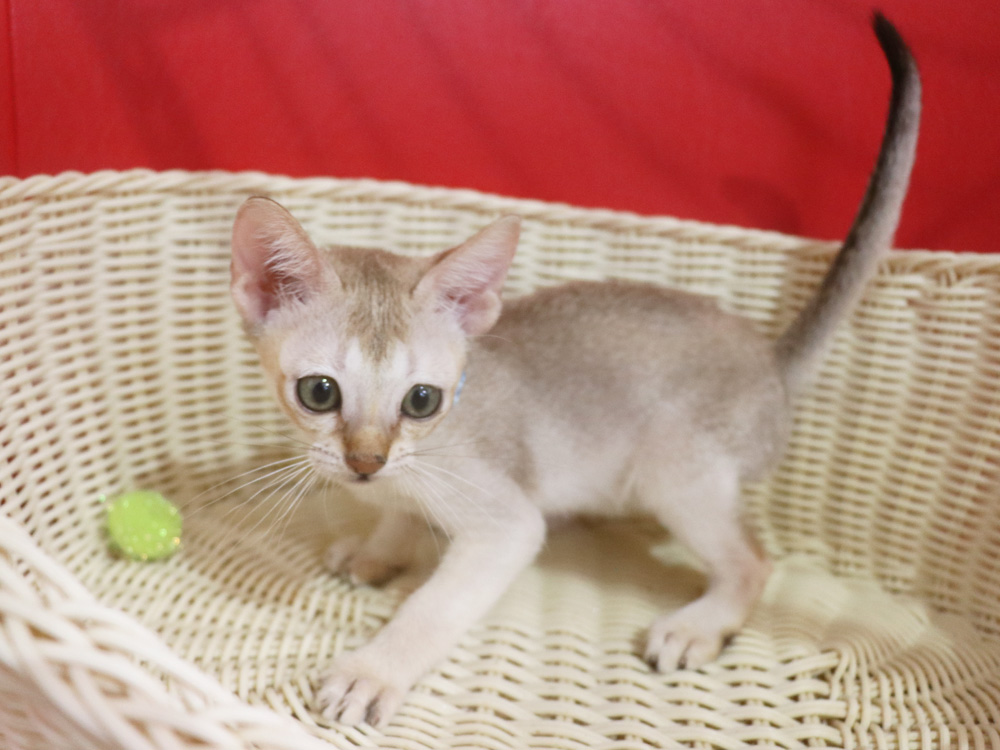 シンガプーラの子猫画像