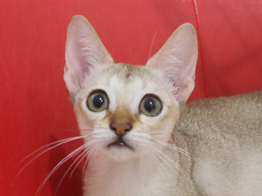 シンガプーラの子猫画像