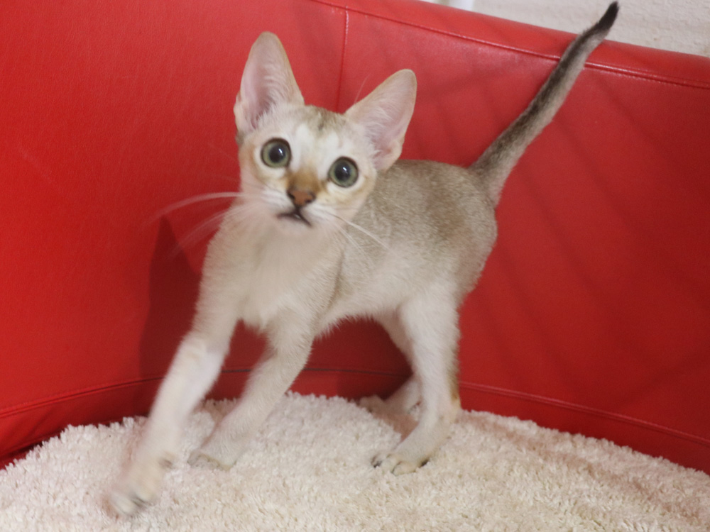 シンガプーラの子猫画像