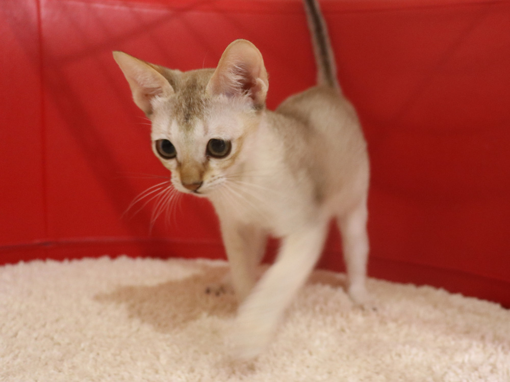シンガプーラの子猫画像