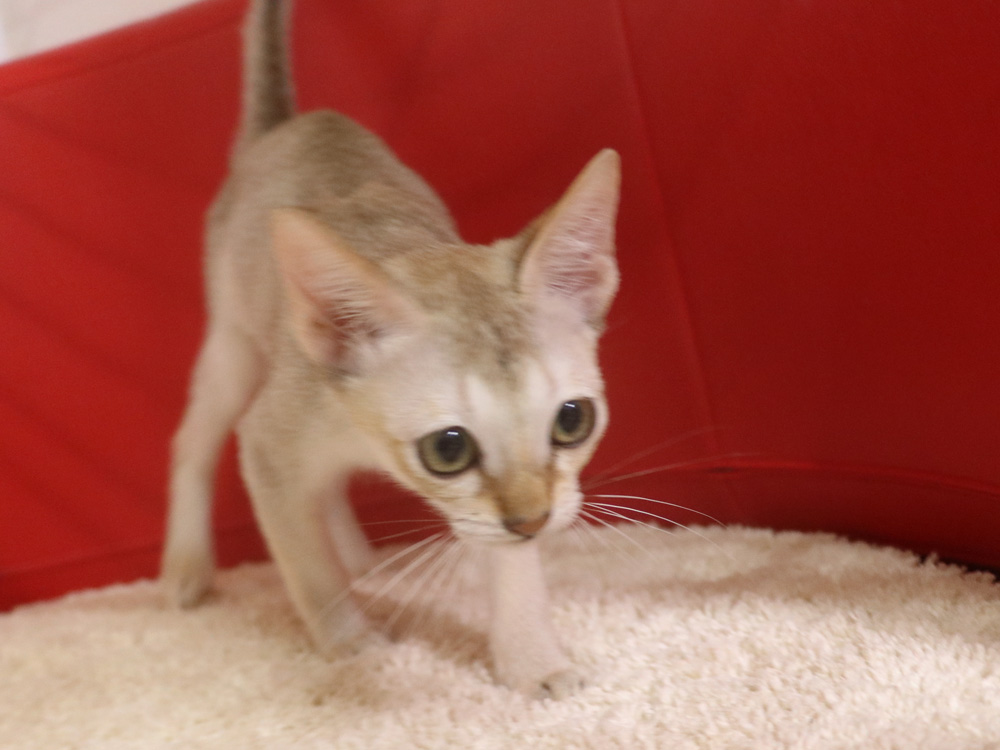 シンガプーラの子猫画像