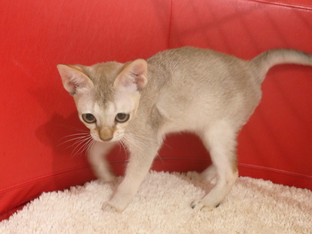 シンガプーラの子猫画像