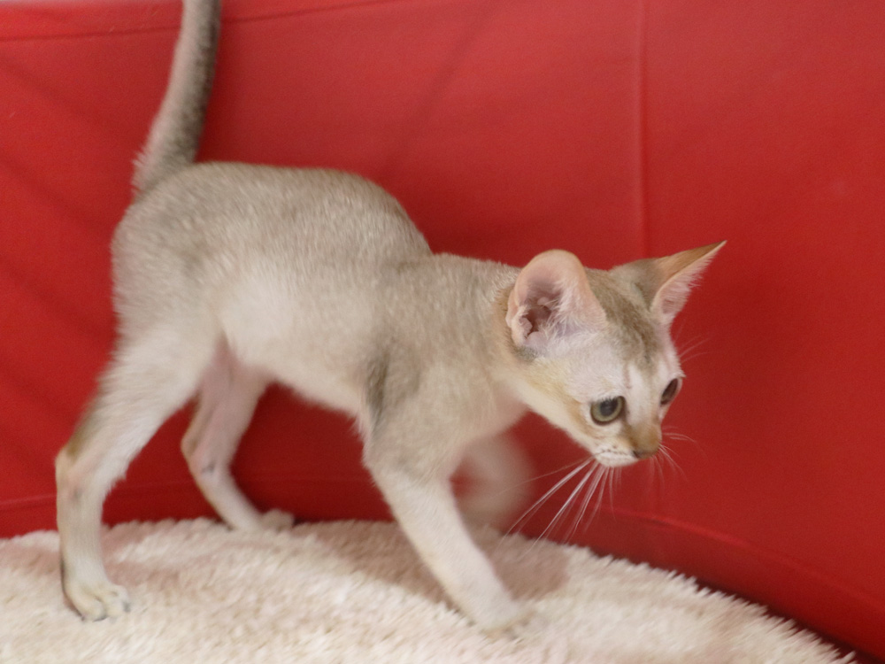シンガプーラの子猫画像