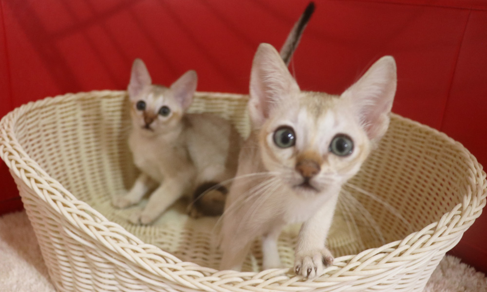 シンガプーラの子猫画像
