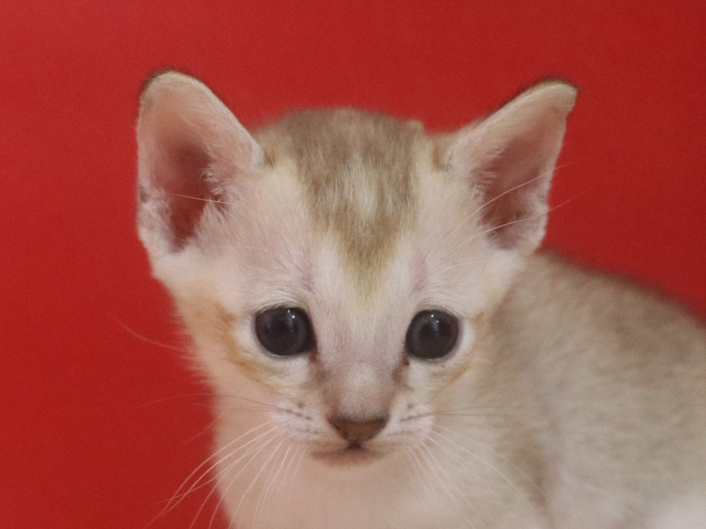 シンガプーラの子猫画像