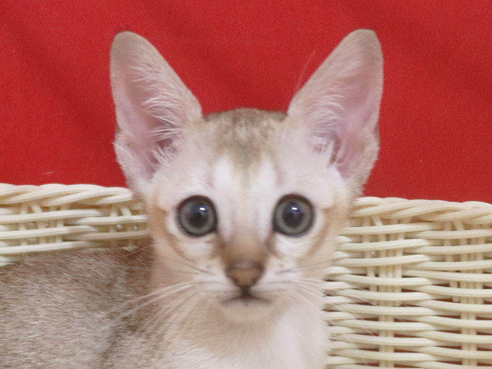 シンガプーラの子猫画像