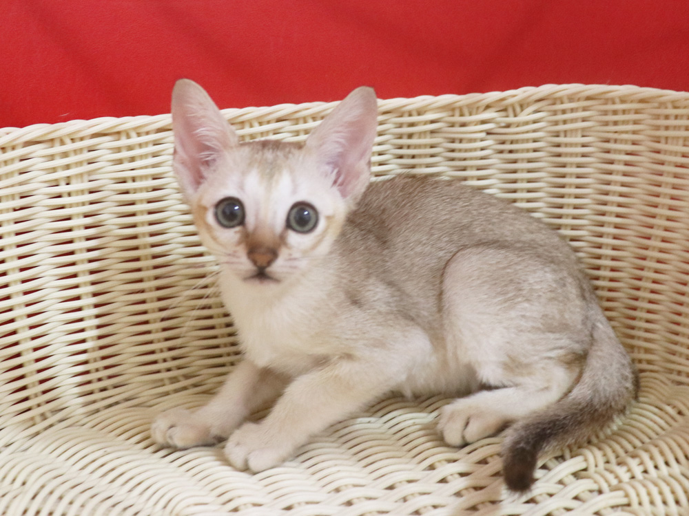 シンガプーラの子猫画像