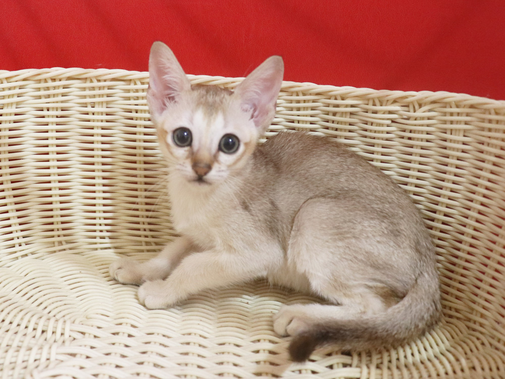 シンガプーラの子猫画像
