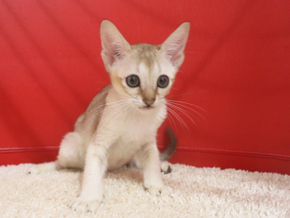 シンガプーラの子猫画像