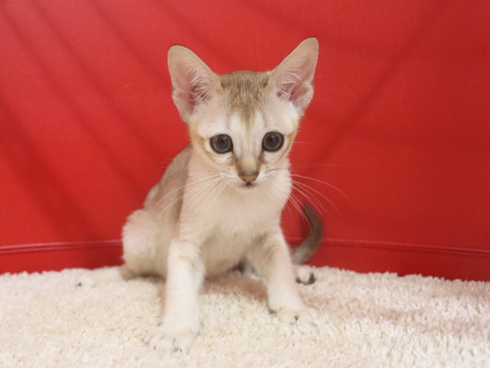 シンガプーラの子猫画像