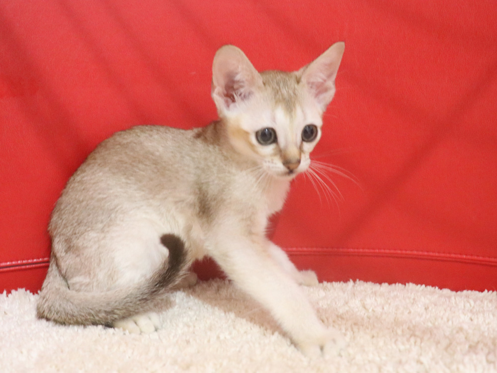 シンガプーラの子猫画像