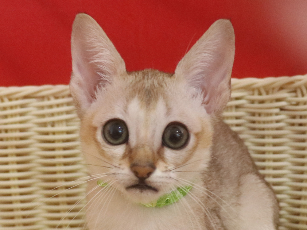 シンガプーラの子猫画像