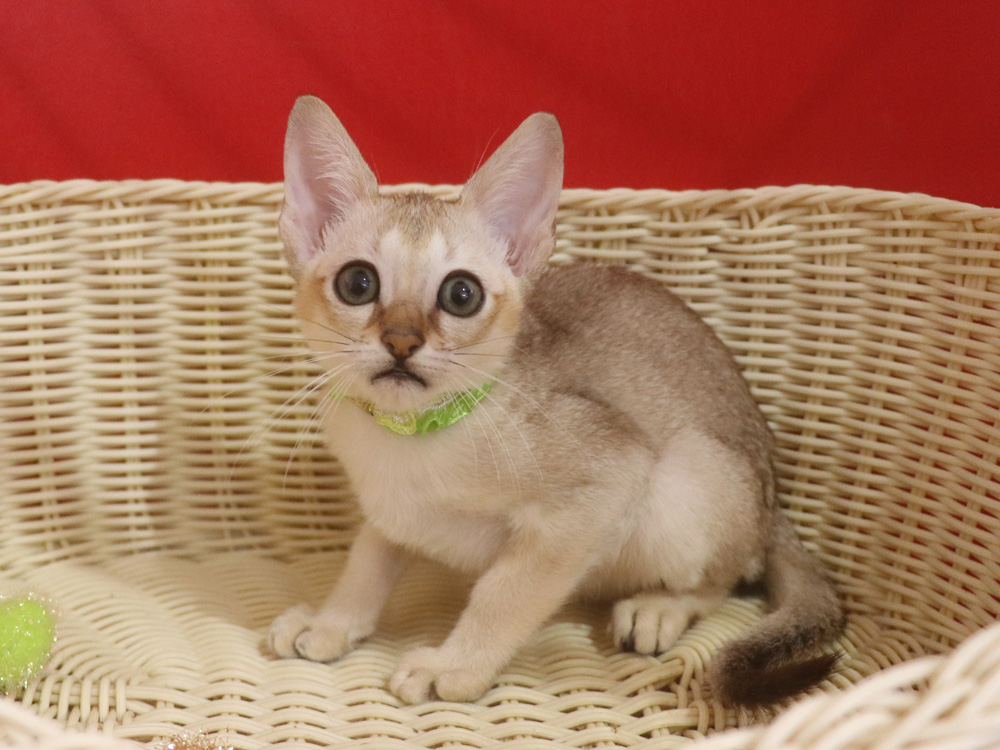 シンガプーラの子猫画像