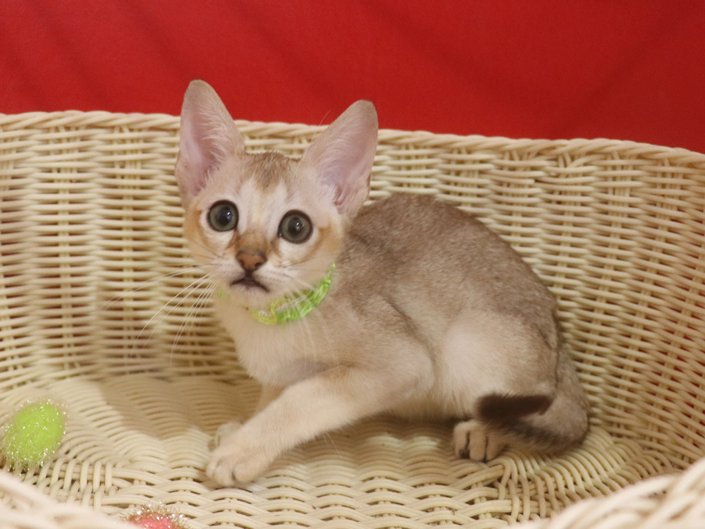 シンガプーラの子猫画像