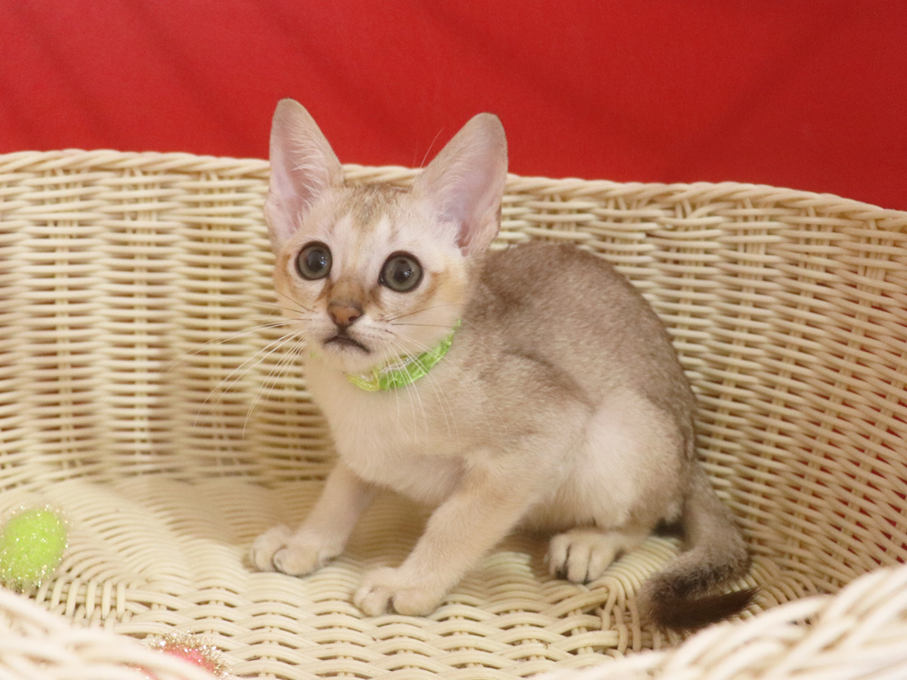 シンガプーラの子猫画像