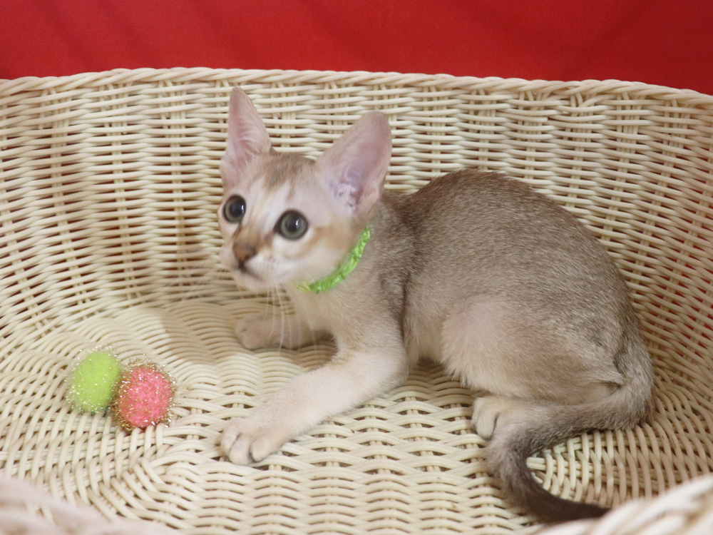 シンガプーラの子猫画像