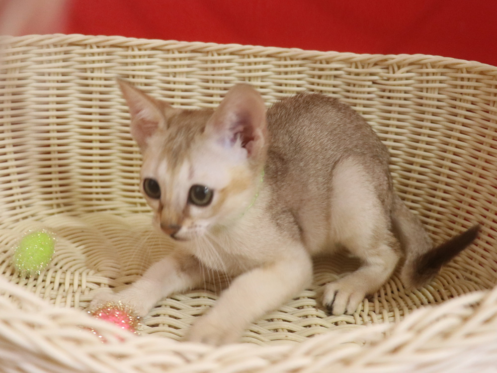 シンガプーラの子猫画像