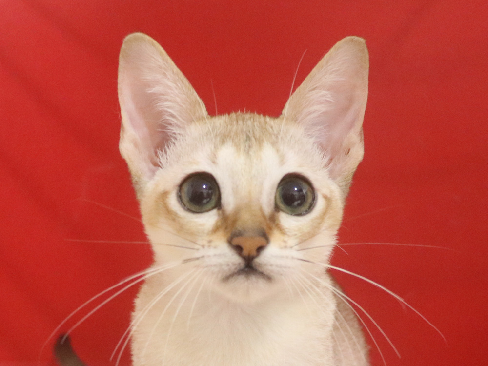 シンガプーラの子猫画像