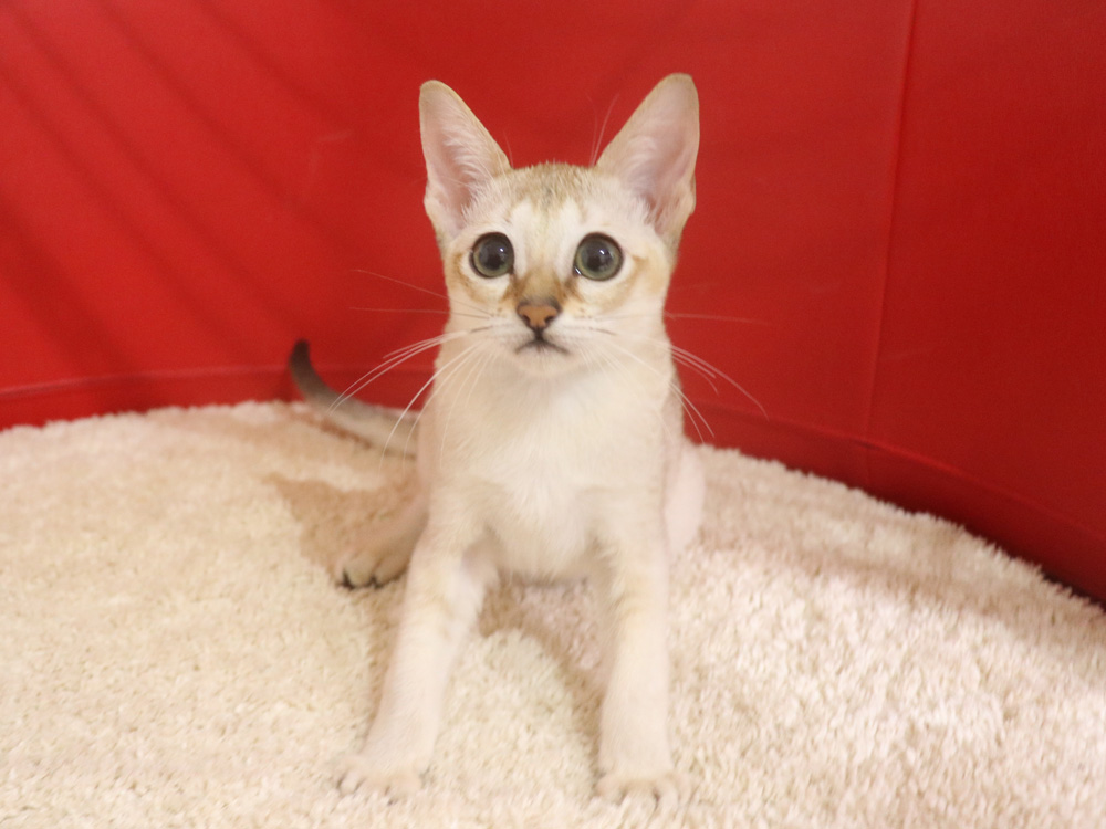 シンガプーラの子猫画像