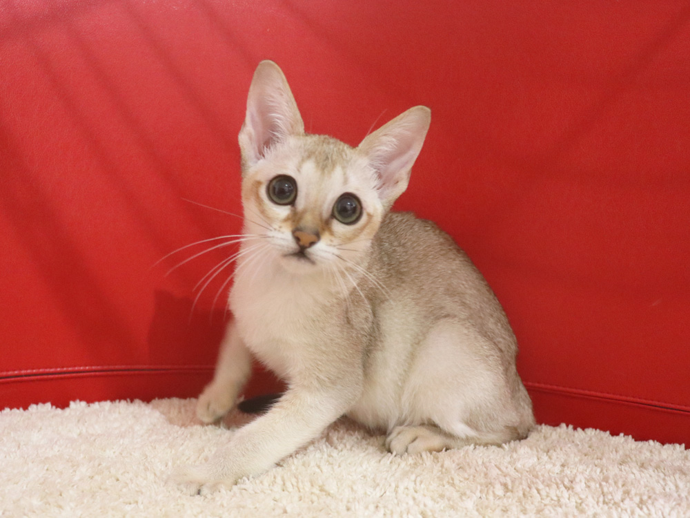 シンガプーラの子猫画像